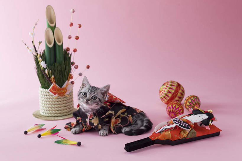 无人,躺,横图,室内,白天,正面,锻炼,羽毛球,植物,宠物,虎斑猫,猫,阴影,粉色背景,日本文化,装饰,反射,影子,绿化,球,一只,动物,可爱,摄影,影棚,华丽,修饰,点缀,猫咪,门松,衬托,美观,雅致,雅观,长寿,卧着,抬头,躺着,卧,仰头,彩图,全身,影棚拍摄,健身,拍摄,传统文化