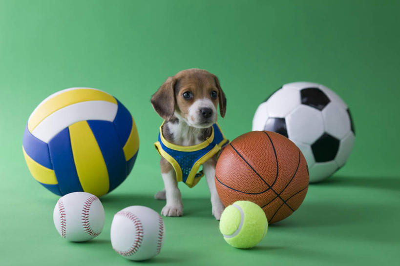 无人,站,横图,室内,白天,正面,锻炼,运动,网球,排球,篮球,棒球,垒球,足球,宠物,狗,绿色背景,阴影,影子,球,一只,动物,站着,可爱,摄影,影棚,忠诚,贝高犬,体育,犬,站立,彩图,全身,影棚拍摄,健身,拍摄