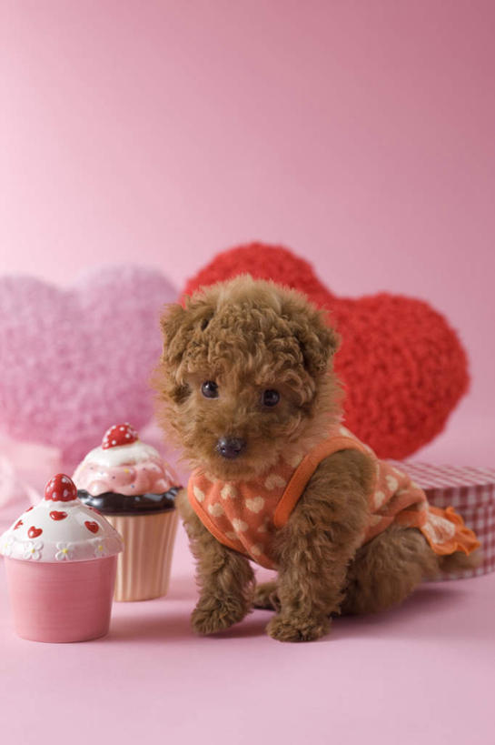 点心,无人,坐,竖图,室内,白天,正面,下午茶,宠物,狗,阴影,粉色背景,爱心,反射,影子,食品,注视,贵宾犬,食物,糕点,一只,动物,观察,看,可爱,摄影,影棚,观看,察看,关注,贵妇犬,忠诚,玩具贵宾犬,犬,坐着,彩图,全身,影棚拍摄,拍摄,蛋糕