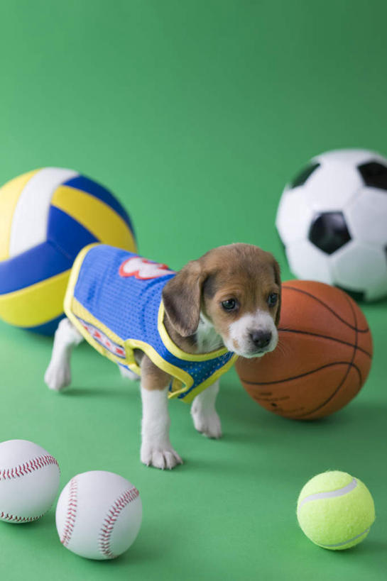 无人,站,竖图,俯视,室内,白天,锻炼,运动,网球,排球,篮球,棒球,垒球,足球,宠物,狗,绿色背景,阴影,影子,注视,球,一只,动物,观察,看,站着,可爱,摄影,影棚,观看,察看,关注,忠诚,贝高犬,体育,犬,站立,彩图,高角度拍摄,全身,影棚拍摄,健身,拍摄