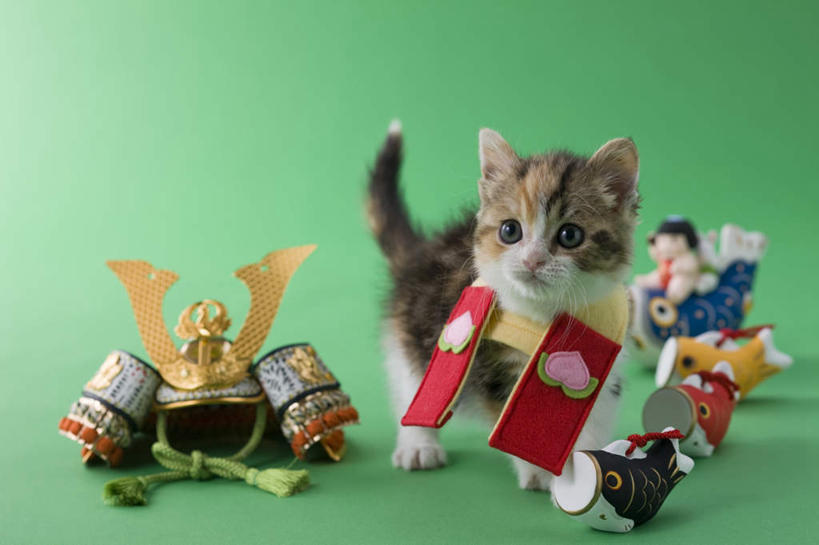 无人,走,竖图,室内,白天,正面,宠物,鲤鱼,猫,绿色背景,朦胧,模糊,日本文化,手工艺品,注视,文化,一只,动物,模型,工艺品,观察,看,可爱,摄影,影棚,观看,儿童节,察看,关注,猫咪,铠甲,苏格兰折耳猫,折耳猫,苏格兰弯耳猫,步行,散步,走路,彩图,全身,影棚拍摄,拍摄,传统文化