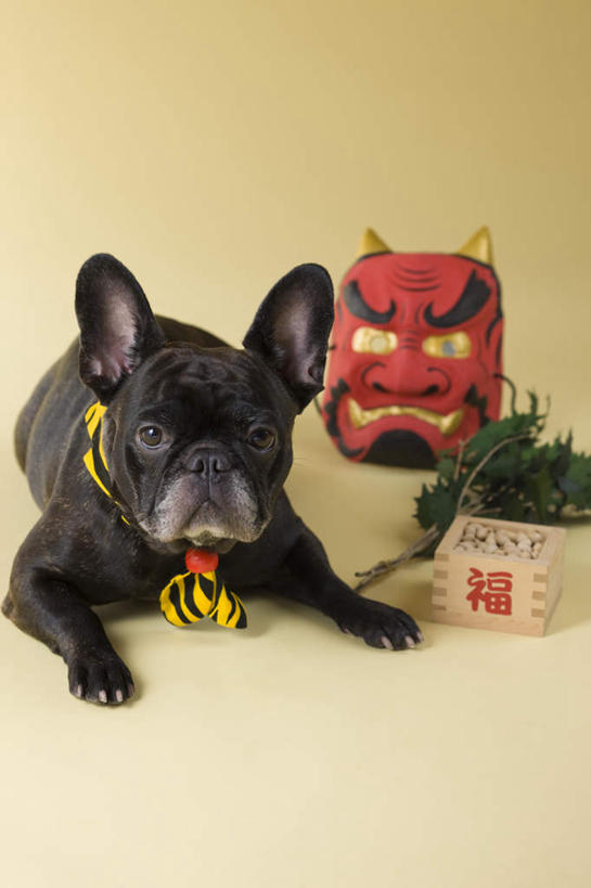 无人,躺,竖图,室内,白天,正面,植物,宠物,狗,豆,大豆,蔬菜,一堆,许多,阴影,堆叠,堆积,黄色背景,日本文化,新鲜,斗牛犬,面具,木盒,影子,豆类,豆子,毛豆,食品,注视,盒子,食物,一只,动物,观察,看,鬼脸,可爱,摄影,有机食品,绿色食品,影棚,观看,堆,察看,关注,牛头犬,豆科,东亚文化,忠诚,英国斗牛犬,般若,枝豆,斗牛狗,老虎狗,英国老虎犬,卧着,犬,黄豆,躺着,卧,彩图,全身,影棚拍摄,拍摄,传统文化