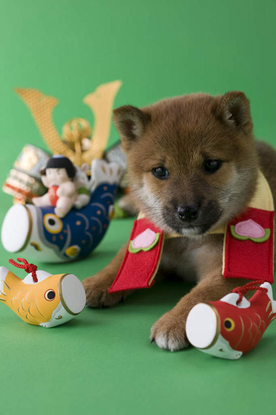 无人,躺,竖图,室内,白天,正面,宠物,狗,鲤鱼,玩具,绿色背景,阴影,日本文化,柴犬,鱼,玩偶,影子,手工艺品,注视,一个,一只,动物,工艺品,看,可爱,摄影,影棚,单个,日本柴犬,东亚文化,忠诚,铠甲,西巴犬,卧着,犬,躺着,卧,半身,彩图,影棚拍摄,拍摄,传统文化