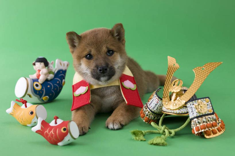 无人,躺,横图,室内,白天,正面,宠物,狗,鲤鱼,玩具,绿色背景,阴影,日本文化,柴犬,鱼,玩偶,影子,手工艺品,注视,一个,一只,动物,工艺品,观察,看,可爱,摄影,影棚,单个,观看,察看,关注,日本柴犬,东亚文化,忠诚,铠甲,西巴犬,卧着,犬,躺着,卧,彩图,全身,影棚拍摄,拍摄,传统文化