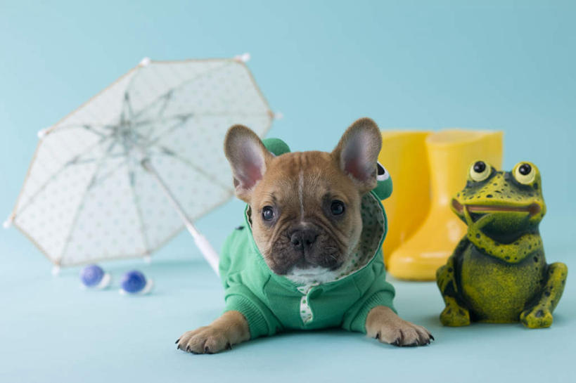 无人,横图,室内,白天,正面,青蛙,宠物,狗,玩具,阴影,蓝色背景,斗牛犬,蜗牛,伞,玩偶,影子,雨伞,雨鞋,遮阳伞,注视,阳伞,一只,动物,观察,看,趴着,可爱,摄影,影棚,观看,察看,关注,牛头犬,雨具,忠诚,英国斗牛犬,斗牛狗,老虎狗,英国老虎犬,犬,趴,彩图,全身,影棚拍摄,拍摄