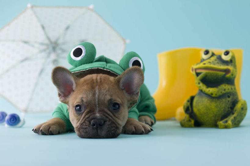 无人,横图,室内,特写,白天,正面,青蛙,宠物,狗,玩具,阴影,蓝色背景,朦胧,模糊,斗牛犬,蜗牛,伞,玩偶,影子,雨伞,雨鞋,遮阳伞,注视,阳伞,一只,动物,观察,看,趴着,可爱,摄影,影棚,观看,察看,关注,牛头犬,雨具,忠诚,英国斗牛犬,斗牛狗,老虎狗,英国老虎犬,犬,趴,彩图,全身,影棚拍摄,拍摄