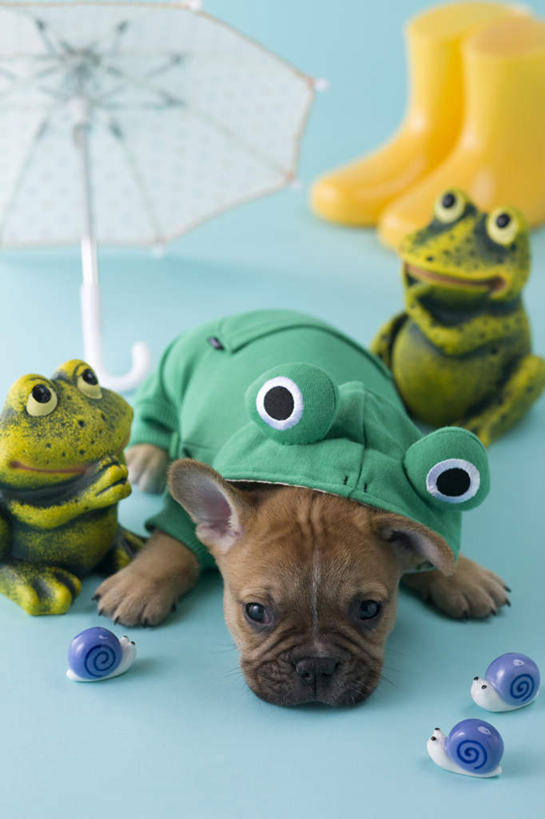 无人,竖图,俯视,室内,白天,青蛙,宠物,狗,玩具,阴影,斗牛犬,蜗牛,伞,玩偶,影子,雨伞,雨鞋,遮阳伞,阳伞,一个,一只,动物,趴着,可爱,摄影,影棚,单个,雨具,忠诚,法国斗牛梗,犬,趴,彩图,高角度拍摄,影棚拍摄,拍摄,法国斗牛犬