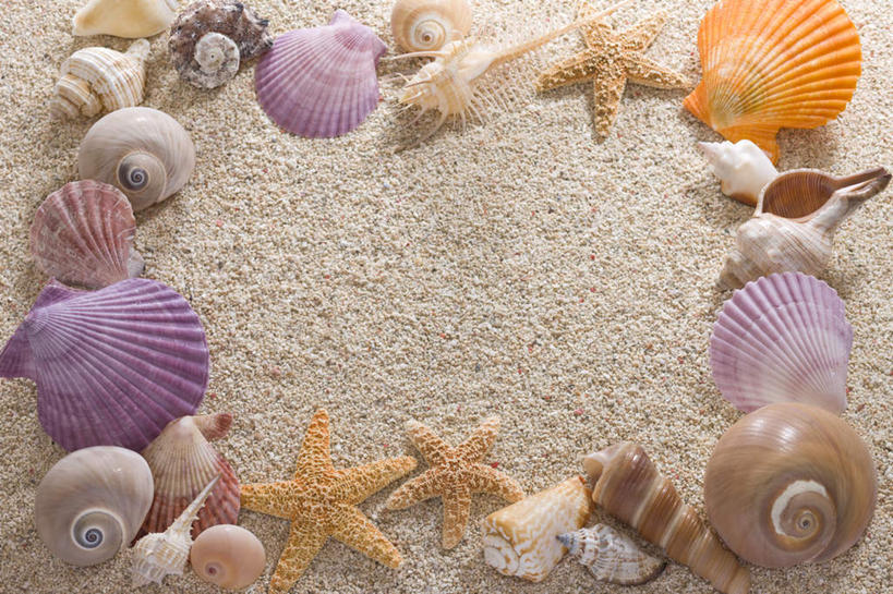 无人,横图,俯视,室内,白天,沙滩,海星,贝壳,许多,整齐,沙子,海岸,沙地,海洋生物,排列,自然,动物,生物,队列,棘皮动物门,贝类外壳,海螺壳,软体动物外壳,海滩,星鱼,彩图,高角度拍摄