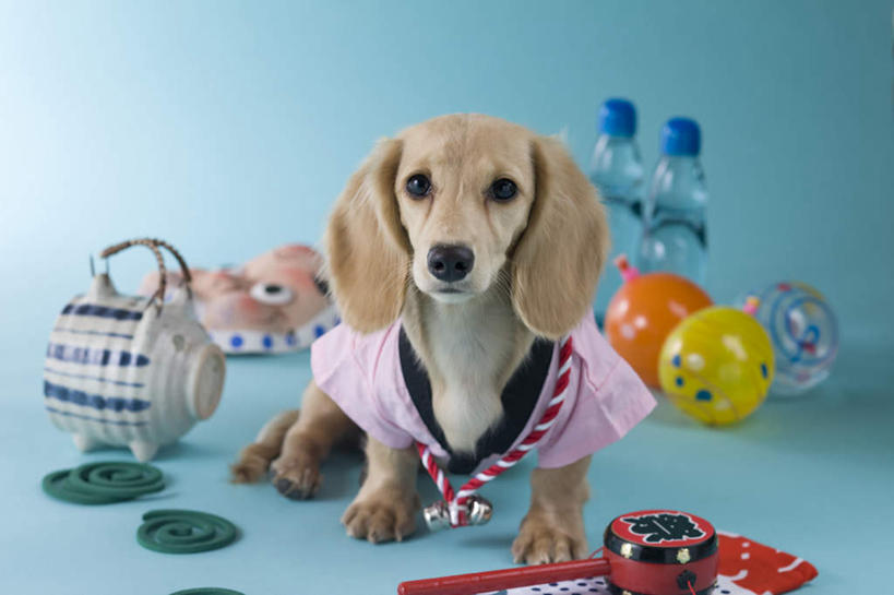 无人,坐,横图,室内,白天,正面,民族服装,游戏,宠物,玩具,阴影,蓝色背景,和服,日本文化,腊肠犬,金鱼,面具,扇子,影子,玩,注视,娱乐,腊肠狗,球,一只,动物,观察,看,休闲,球体,可爱,益智,摄影,服饰,皮球,影棚,观看,活动,察看,发泄,关注,消遣,智力,东亚文化,忠诚,拨浪鼓,吴服,唐草,唐花,唐锦,宣泄,犬,玩耍,嬉戏,坐着,彩图,全身,影棚拍摄,传统服装,民俗服,拍摄,传统文化