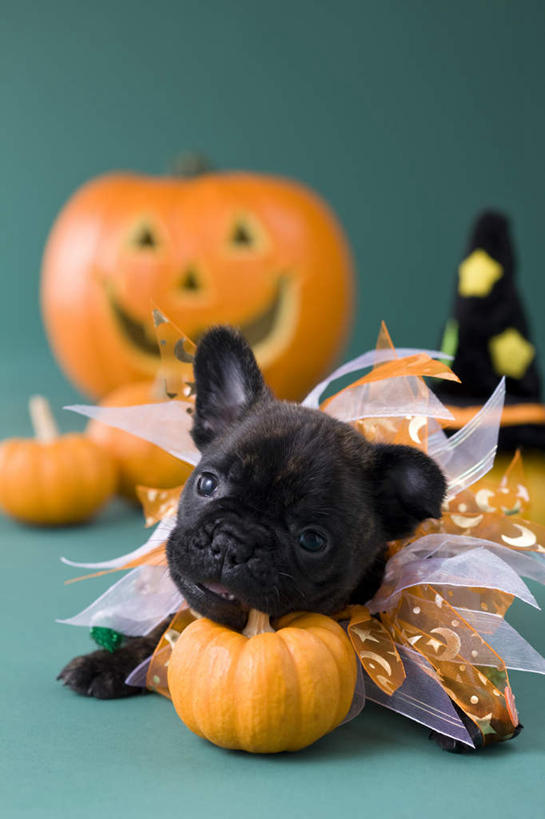 无人,竖图,室内,白天,正面,宠物,狗,南瓜,蔬菜,帽子,许多,绿色背景,阴影,纸质,节日,朦胧,模糊,庆祝,新鲜,斗牛犬,影子,灯光,金瓜,食品,文化,生日帽,番瓜,灯,食物,一个,一只,动物,灯具,趴着,庆典,南瓜灯,万圣节,可爱,摄影,有机食品,绿色食品,影棚,单个,纪念,麦瓜,倭瓜,小丑帽,照明设备,忠诚,三角帽,狂欢帽,派对帽,聚会帽,纸帽,法国斗牛梗,犬,趴,彩图,全身,影棚拍摄,拍摄,法国斗牛犬