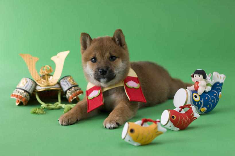 无人,躺,横图,室内,白天,正面,宠物,狗,鲤鱼,玩具,绿色背景,阴影,日本文化,柴犬,鱼,玩偶,影子,手工艺品,注视,一个,一只,动物,工艺品,看,可爱,摄影,影棚,单个,日本柴犬,东亚文化,忠诚,铠甲,西巴犬,卧着,犬,躺着,卧,彩图,全身,影棚拍摄,拍摄,传统文化