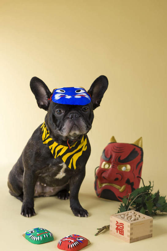 无人,坐,竖图,室内,白天,正面,宠物,狗,大豆,阴影,黄色背景,日本文化,斗牛犬,面具,木盒,影子,盒子,一个,一只,动物,鬼脸,可爱,摄影,影棚,单个,东亚文化,忠诚,斗牛梗,般若,犬,黄豆,坐着,彩图,全身,影棚拍摄,拍摄,法国斗牛犬,传统文化