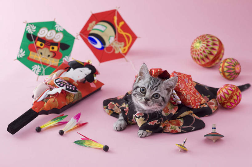 无人,横图,俯视,室内,白天,民族服装,网球,羽毛球,宠物,猫,玩具,新年,阴影,粉色背景,和服,日本文化,网球拍,影子,球拍,注视,文化,球,一个,一只,动物,看,趴着,球体,可爱,摄影,服饰,影棚,单个,关注,东亚文化,吴服,唐草,唐花,唐锦,美国硬毛猫,趴,抬头,仰头,彩图,高角度拍摄,全身,影棚拍摄,传统服装,民俗服,拍摄,传统文化