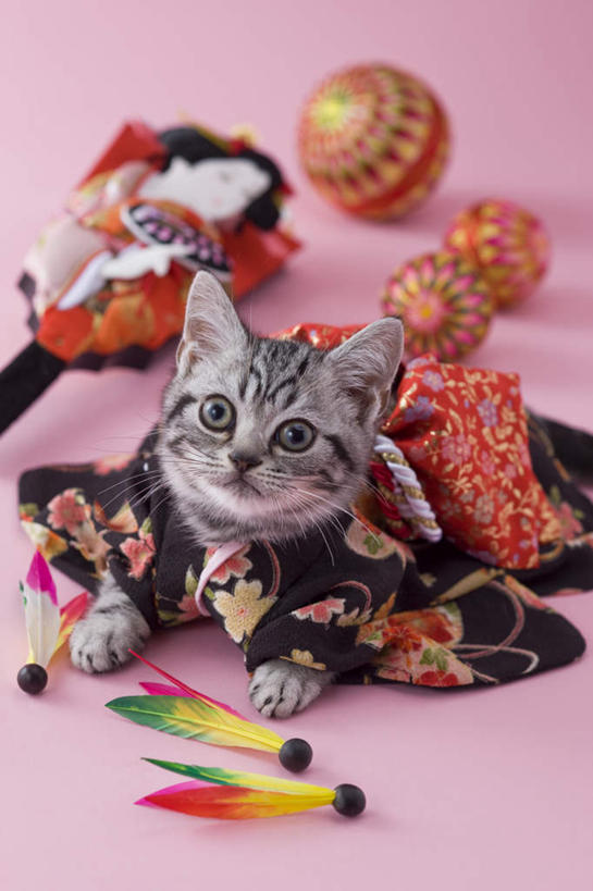 无人,竖图,俯视,室内,白天,民族服装,网球,羽毛球,宠物,猫,玩具,新年,阴影,粉色背景,和服,日本文化,网球拍,影子,球拍,注视,文化,球,一个,一只,动物,看,趴着,球体,可爱,摄影,服饰,影棚,单个,关注,东亚文化,吴服,唐草,唐花,唐锦,美国硬毛猫,趴,抬头,仰头,彩图,高角度拍摄,全身,影棚拍摄,传统服装,民俗服,拍摄,传统文化