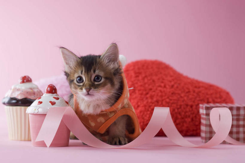 点心,无人,坐,竖图,室内,白天,正面,爱情,下午茶,宠物,猫,情人节,阴影,粉色背景,服装,爱心,影子,食品,缎带,浪漫,注视,休闲装,食物,糕点,一个,粉色,动物,看,休闲,休闲服,连帽衫,可爱,摄影,影棚,单个,情人,猫咪,罗曼蒂克,索马里猫,坐着,彩图,全身,影棚拍摄,拍摄,蛋糕