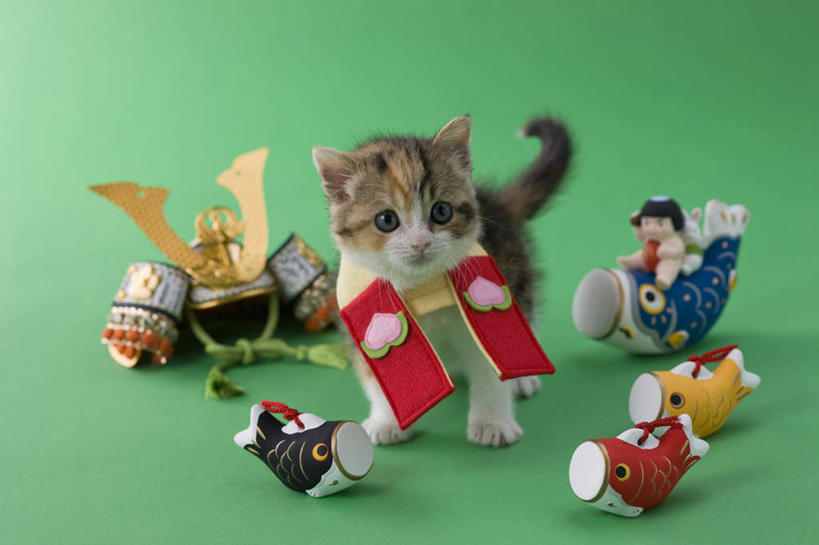 无人,站,横图,室内,白天,正面,宠物,鲤鱼,猫,玩具,绿色背景,阴影,朦胧,模糊,日本文化,鱼,玩偶,影子,手工艺品,注视,一个,一只,动物,工艺品,看,站着,可爱,摄影,影棚,单个,东亚文化,铠甲,苏格兰折耳猫,折耳猫,彩图,全身,影棚拍摄,拍摄,传统文化