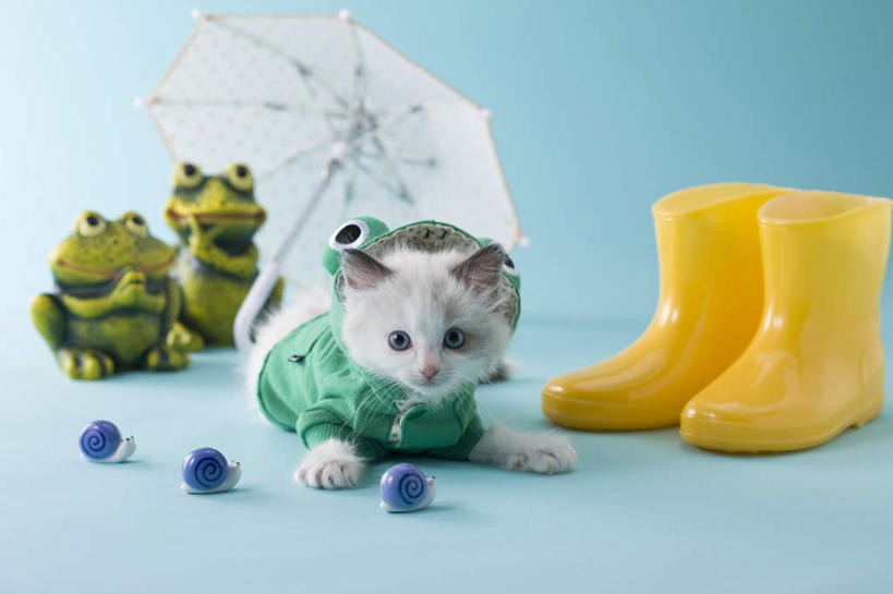 无人,躺,横图,室内,白天,正面,游戏,青蛙,宠物,猫,玩具,阴影,蓝色背景,朦胧,模糊,蜗牛,伞,影子,雨伞,雨鞋,遮阳伞,玩,注视,娱乐,阳伞,一个,一只,动物,观察,看,休闲,可爱,益智,摄影,影棚,单个,观看,活动,察看,发泄,关注,消遣,智力,雨衣,雨具,布偶猫,布拉多尔猫,宣泄,卧着,躺着,玩耍,卧,嬉戏,彩图,全身,影棚拍摄,拍摄