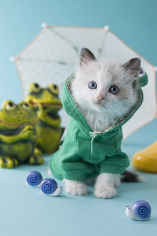 无人,站,竖图,室内,白天,正面,游戏,青蛙,宠物,猫,玩具,阴影,蓝色背景,朦胧,模糊,蜗牛,伞,影子,雨伞,雨鞋,遮阳伞,玩,注视,娱乐,阳伞,一个,一只,动物,观察,看,站着,休闲,可爱,益智,摄影,影棚,单个,观看,活动,察看,发泄,关注,消遣,智力,雨衣,雨具,布偶猫,布拉多尔猫,宣泄,玩耍,嬉戏,站立,彩图,全身,影棚拍摄,拍摄