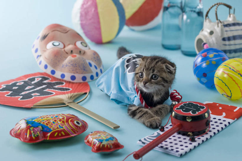 无人,横图,室内,白天,正面,民族服装,游戏,排球,宠物,猫,玩具,阴影,蓝色背景,和服,日本文化,金鱼,罐子,壶,面具,扇子,影子,乐器,水瓶,古典,音乐,玩,沙滩排球,注视,文化,娱乐,玻璃制品,球,水壶,动物,玻璃瓶,茶壶,瓶子,容器,夏天,观察,看,趴着,休闲,球体,可爱,益智,摄影,服饰,影棚,观看,活动,察看,发泄,关注,消遣,智力,东亚文化,拨浪鼓,吴服,唐草,唐花,唐锦,苏格兰折耳猫,折耳猫,宣泄,召唤,召集,趴,抬头,玩耍,嬉戏,仰头,彩图,全身,影棚拍摄,传统服装,民俗服,拍摄,传统文化