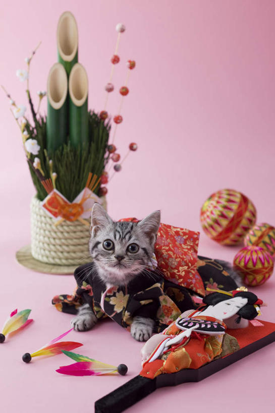 无人,竖图,俯视,室内,白天,民族服装,网球,羽毛球,植物,宠物,猫,玩具,新年,阴影,粉色背景,和服,日本文化,盆栽,网球拍,影子,盆景,球拍,注视,文化,球,一个,一只,绿色,自然,动物,看,趴着,球体,可爱,摄影,服饰,影棚,生长,单个,成长,关注,东亚文化,吴服,唐草,唐花,唐锦,门松,美国硬毛猫,趴,抬头,仰头,彩图,高角度拍摄,全身,影棚拍摄,传统服装,民俗服,拍摄,传统文化