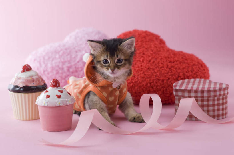 点心,无人,坐,横图,室内,白天,正面,爱情,下午茶,宠物,猫,情人节,阴影,粉色背景,服装,爱心,影子,食品,缎带,浪漫,注视,休闲装,食物,糕点,一个,粉色,动物,看,休闲,休闲服,连帽衫,可爱,摄影,影棚,单个,情人,猫咪,罗曼蒂克,索马里猫,坐着,彩图,全身,影棚拍摄,拍摄,蛋糕