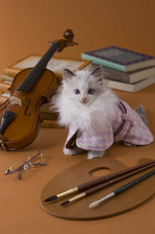 无人,坐,竖图,室内,白天,正面,宠物,猫,书籍,油画,许多,棕色背景,服装,朦胧,模糊,艺术,笔,眼镜,乐器,弦乐器,小提琴,外套,一个,一只,动物,画笔,可爱,摄影,影棚,单个,调色盘,调色板,弓拉弦乐器,弓拉弦鸣乐器,近视眼镜,布偶猫,布拉多尔猫,书,图书,坐着,彩图,全身,影棚拍摄,拍摄