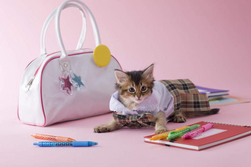 无人,躺,横图,室内,白天,正面,裙子,宠物,猫,书籍,阴影,粉色背景,服装,包,笔,皮包,影子,圆珠笔,注视,一个,一只,动物,看,可爱,专注,摄影,影棚,单个,单肩包,索马里猫,卧着,书,图书,躺着,卧,彩图,全身,影棚拍摄,拍摄