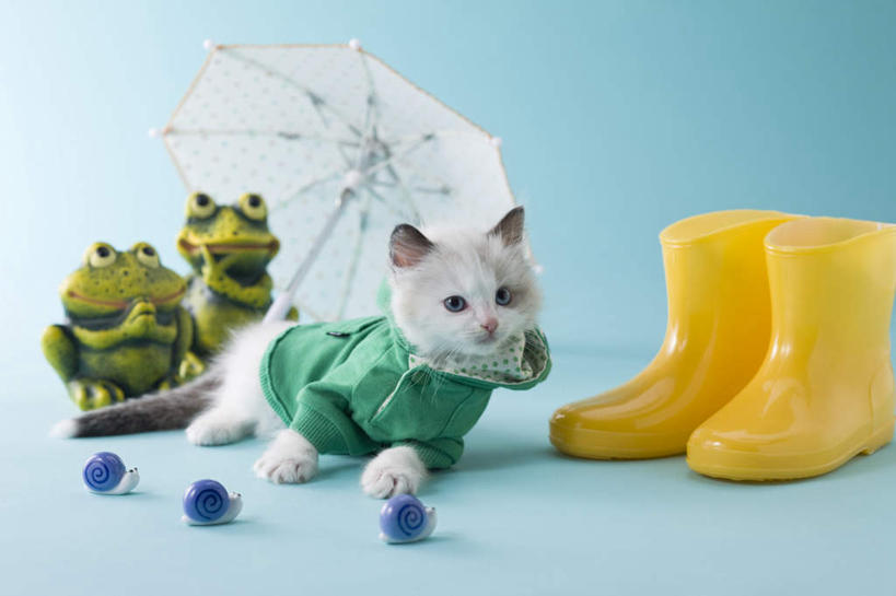 无人,横图,室内,白天,正面,青蛙,宠物,猫,玩具,阴影,蓝色背景,蜗牛,伞,玩偶,影子,雨伞,雨鞋,遮阳伞,注视,阳伞,一个,一只,动物,观察,看,趴着,可爱,摄影,影棚,单个,观看,察看,关注,雨具,忠诚,布偶猫,布拉多尔猫,趴,彩图,全身,影棚拍摄,拍摄