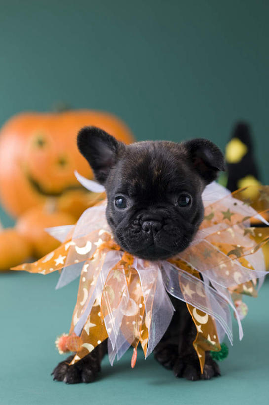 无人,站,竖图,室内,白天,正面,宠物,狗,南瓜,帽子,许多,阴影,蓝色背景,纸质,节日,朦胧,模糊,庆祝,斗牛犬,影子,灯光,金瓜,注视,文化,生日帽,番瓜,灯,一个,一只,动物,灯具,看,站着,庆典,南瓜灯,万圣节,可爱,摄影,影棚,单个,纪念,麦瓜,倭瓜,小丑帽,照明设备,忠诚,三角帽,狂欢帽,派对帽,聚会帽,纸帽,法国斗牛梗,犬,彩图,全身,影棚拍摄,拍摄,法国斗牛犬