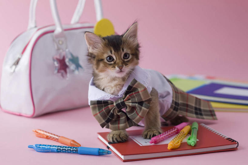 无人,坐,横图,室内,白天,正面,裙子,宠物,猫,书籍,阴影,粉色背景,服装,朦胧,模糊,包,笔,皮包,影子,圆珠笔,一个,动物,可爱,摄影,影棚,单个,单肩包,猫咪,索马里猫,书,图书,坐着,彩图,全身,影棚拍摄,拍摄