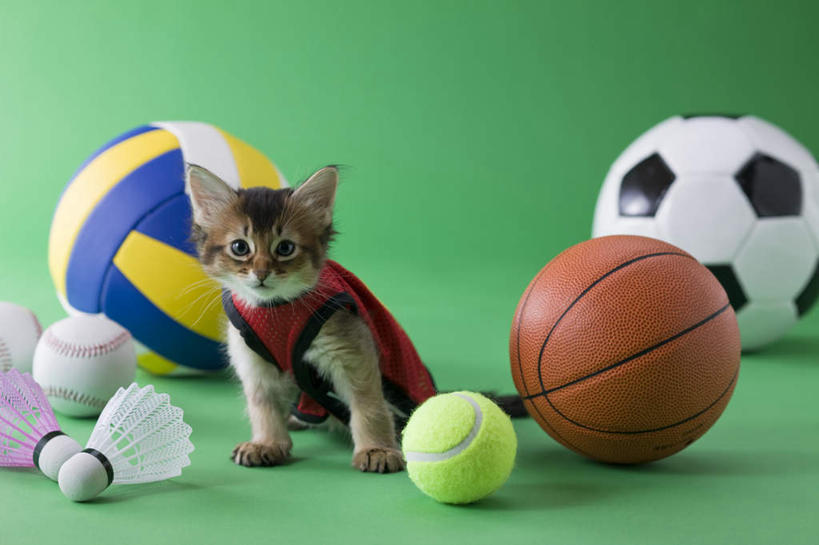 无人,坐,横图,室内,白天,正面,锻炼,运动,网球,排球,羽毛球,篮球,棒球,垒球,足球,宠物,猫,绿色背景,阴影,影子,球,一个,一只,动物,球体,可爱,摄影,影棚,单个,猫咪,索马里猫,体育,坐着,彩图,全身,影棚拍摄,健身,拍摄