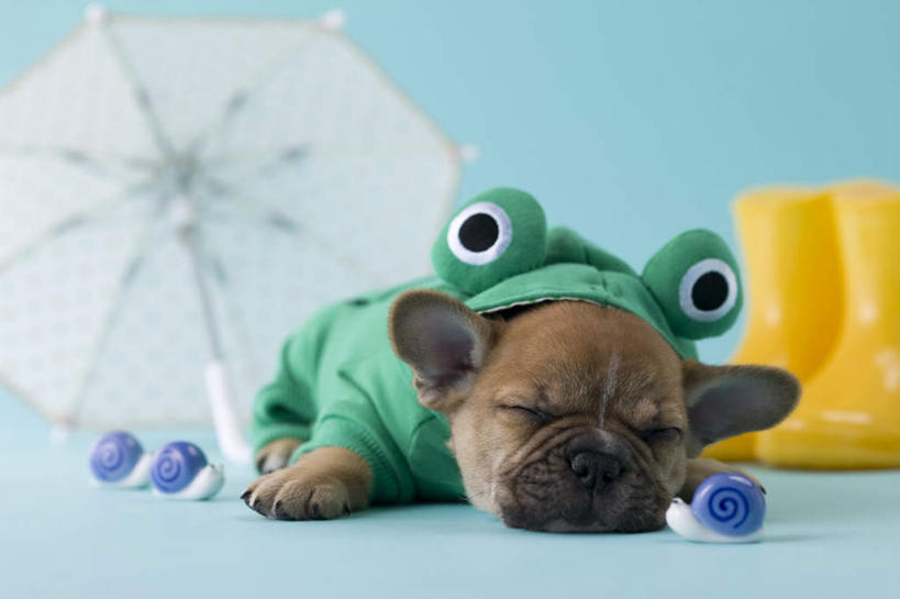 无人,躺,睡,横图,室内,白天,正面,青蛙,宠物,狗,玩具,阴影,蓝色背景,朦胧,模糊,斗牛犬,蜗牛,伞,玩偶,影子,雨伞,雨鞋,遮阳伞,阳伞,一个,一只,动物,可爱,摄影,影棚,单个,雨具,忠诚,法国斗牛梗,卧着,犬,困,困觉,寝息,睡觉,躺着,卧,彩图,全身,影棚拍摄,拍摄,法国斗牛犬