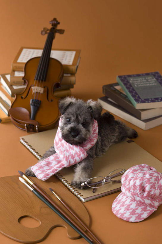 无人,竖图,俯视,室内,白天,宠物,狗,书籍,油画,许多,棕色背景,朦胧,模糊,艺术,笔,眼镜,乐器,弦乐器,小提琴,雪纳瑞,注视,一个,一只,动物,画笔,围巾,看,趴着,可爱,摄影,影棚,单个,调色盘,调色板,关注,弓拉弦乐器,弓拉弦鸣乐器,近视眼镜,忠诚,书,图书,犬,趴,抬头,仰头,彩图,高角度拍摄,全身,影棚拍摄,拍摄