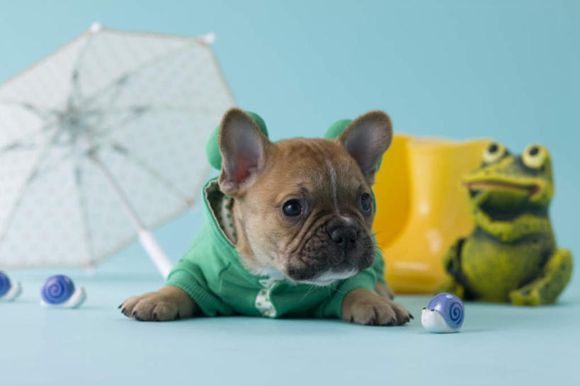 无人,横图,室内,白天,正面,青蛙,宠物,狗,玩具,阴影,蓝色背景,斗牛犬,蜗牛,伞,玩偶,影子,雨伞,雨鞋,遮阳伞,阳伞,一个,一只,动物,趴着,可爱,摄影,影棚,单个,雨具,忠诚,法国斗牛梗,犬,趴,彩图,全身,影棚拍摄,拍摄,法国斗牛犬