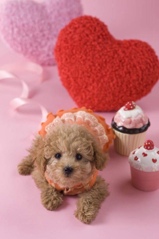 点心,无人,竖图,俯视,室内,白天,爱情,下午茶,宠物,狗,礼盒,礼物,情人节,阴影,粉色背景,爱心,影子,纸盒,食品,缎带,浪漫,注视,贵宾犬,盒子,食物,糕点,一个,一只,粉色,动物,包装盒,礼品盒,看,趴着,可爱,摄影,礼品,影棚,单个,关注,罗曼蒂克,忠诚,玩具贵宾犬,犬,趴,抬头,仰头,彩图,高角度拍摄,全身,影棚拍摄,拍摄,蛋糕