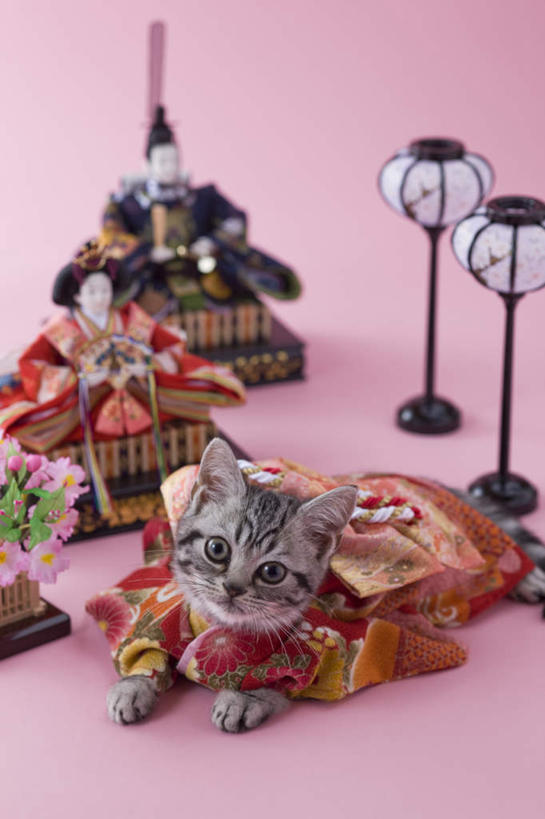 无人,竖图,俯视,室外,白天,民族服装,宠物,猫,玩具,阴影,粉色背景,和服,朦胧,模糊,日本文化,玩偶,影子,艺术品,注视,一个,一只,动物,看,趴着,可爱,摄影,服饰,影棚,单个,关注,东亚文化,吴服,唐草,唐花,唐锦,手工艺,美国硬毛猫,趴,抬头,仰头,彩图,高角度拍摄,全身,影棚拍摄,传统服装,民俗服,拍摄,传统文化