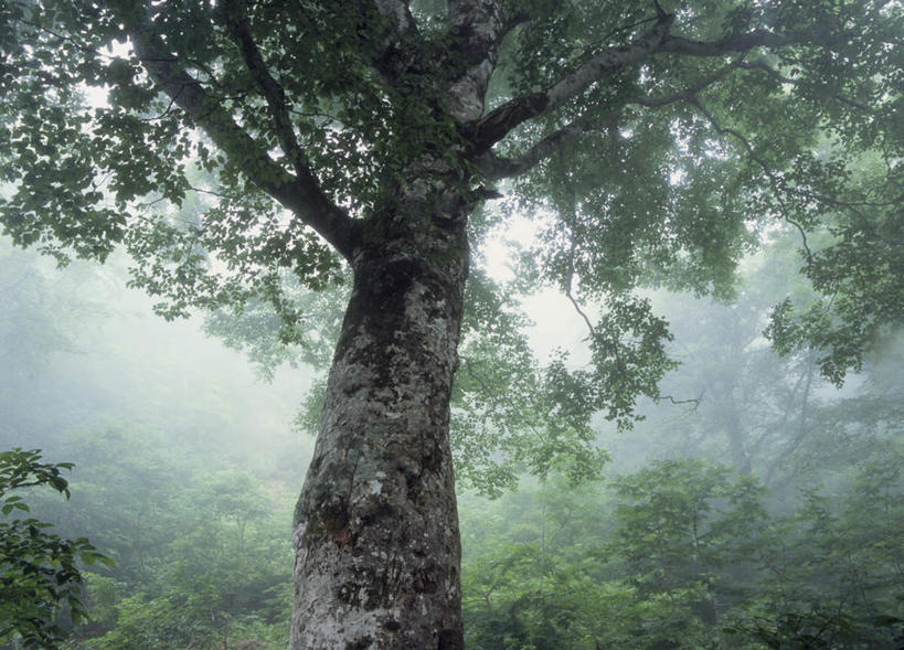 无人,横图,室外,白天,仰视,旅游,度假,美景,树林,植物,雾,日本,亚洲,朦胧,模糊,景观,娱乐,树,树干,树木,绿色,自然,享受,休闲,景色,放松,生长,成长,迷雾,枝叶,自然风光,东亚,本州,本州岛,日本国,青森,青森县,东北地方,白神山地,大雾,彩图,低角度拍摄
