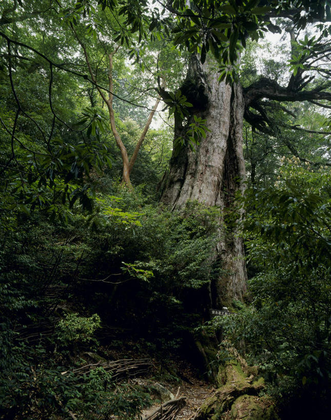 无人,竖图,室外,白天,正面,旅游,度假,草地,草坪,美景,植物,鹿儿岛,日本,亚洲,景观,娱乐,草,树,树干,树木,绿色,自然,享受,休闲,景色,放松,生长,成长,自然风光,东亚,日本国,九州本岛,九州,九州岛,九州地方,鹿儿岛县,彩图