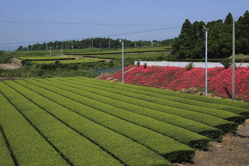 无人,横图,俯视,室外,白天,旅游,度假,美景,树林,植物,鹿儿岛,日本,亚洲,许多,阴影,盛开,光线,电线,电线杆,影子,景观,花蕾,娱乐,茶园,花,花瓣,花朵,鲜花,树,树木,排列,红色,蓝色,绿色,蓝天,天空,阳光,自然,天,花苞,花蕊,享受,休闲,景色,放松,生长,成长,茶树,队列,自然风光,东亚,日本国,九州本岛,九州,九州岛,九州地方,鹿儿岛县,彩图,高角度拍摄