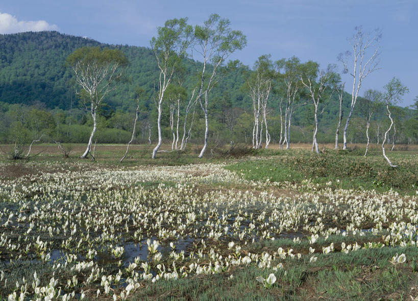 无人,横图,室外,白天,正面,旅游,度假,草地,草坪,花海,花圃,美景,山,树林,植物,马蹄莲,叶子,日本,亚洲,许多,阴影,盛开,光线,影子,景观,山峰,云,云朵,山峦,花蕾,云彩,娱乐,草,花,花瓣,花朵,鲜花,树,树木,蓝色,绿色,白色,白云,蓝天,天空,阳光,自然,花丛,花束,花田,天,花苞,花蕊,享受,休闲,景色,放松,生长,成长,自然风光,东亚,本州,关东地方,本州岛,日本国,群马,群马县,慈菇花,观音莲,水芋马,彩图