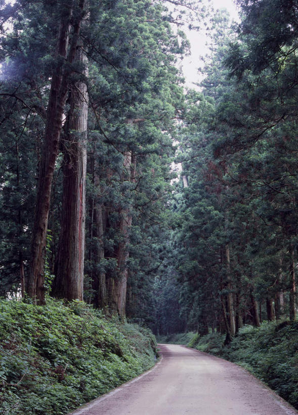 无人,竖图,室外,白天,正面,旅游,度假,草地,草坪,美景,树林,植物,道路,路,日光,日本,亚洲,阴影,光线,影子,景观,小路,交通,娱乐,草,树,树木,蓝色,绿色,蓝天,天空,阳光,自然,天,享受,休闲,景色,放松,生长,成长,自然风光,东亚,本州,关东地方,本州岛,日本国,栃木,栃木县,日光市,彩图