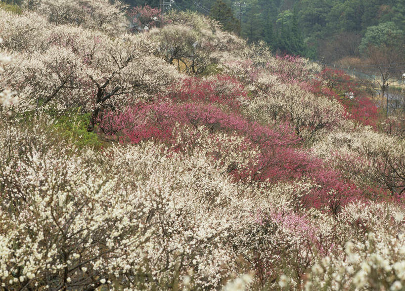 无人,横图,俯视,室外,白天,旅游,度假,美景,树林,植物,樱花,神奈川,日本,亚洲,许多,枯萎,盛开,景观,山坡,枯草,神奈川县,花蕾,娱乐,草,花,花瓣,花朵,鲜花,树,树木,黄色,绿色,自然,花苞,花蕊,享受,休闲,景色,放松,生长,成长,自然风光,东亚,本州,关东地方,本州岛,日本国,彩图,高角度拍摄