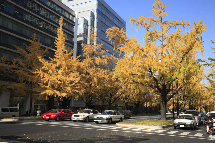 无人,高楼大厦,横图,室外,白天,正面,旅游,度假,秋季,植物,大厦,建筑,摩天大楼,人行横道,汽车,日本,亚洲,一排,阴影,整齐,光线,影子,娱乐,车,树,树木,排列,黄色,蓝色,绿色,蓝天,天空,阳光,自然,交通工具,轿车,天,享受,休闲,放松,大阪,生长,成长,队列,人行横道线,东亚,本州,大阪府,本州岛,日本国,近畿地方,近畿,四辆,秋,秋天,斑马线,彩图,大楼,高层建筑,高楼,摩天楼