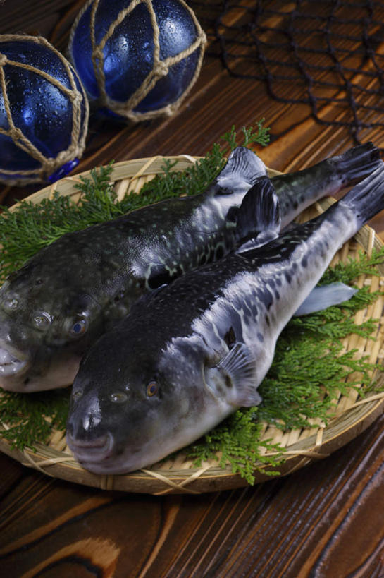 无人,餐厅,竖图,俯视,室内,特写,白天,烹饪,餐桌,桌子,柏树,叶子,两条,鱼,日本料理,料理,食品,绿叶,竹扁,菜肴,美食,食物,蓝色,黑色,日式料理,日式,嫩叶,浮标,佳肴,渔网,竹编,餐台,渔具,抓捕,捕捞,鱼网,拉网,捕捞工具,安康鱼,蛤蟆鱼,老头鱼,结巴鱼,丑婆,海鬼鱼,叶,叶片,彩图,高角度拍摄,餐馆,饭店,饭馆