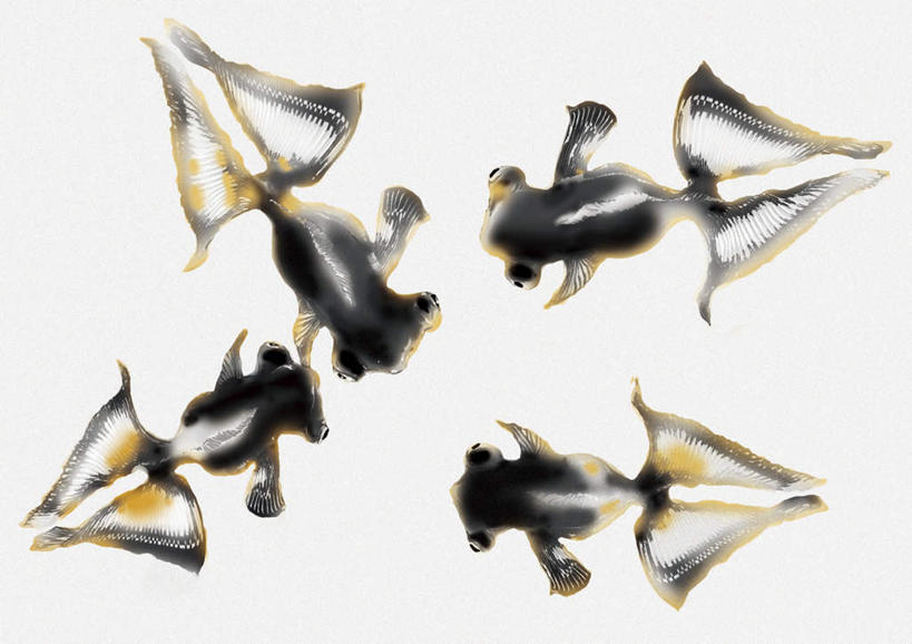 无人,横图,俯视,插画,室内,白天,白色背景,数码,科技,阴影,围绕,网络,金鱼,鱼,高光,几何,计算机图形,合成,图画,鱼类,画,排列,黑色,四条,电脑合成图,数码合成图,队列,水墨画,漫画,写实,具体,具象,观赏鱼,金鲫鱼,彩图,高角度拍摄