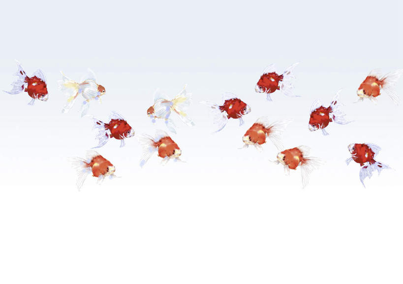 无人,横图,插画,室内,白天,白色背景,正面,数码,科技,许多,阴影,网络,金鱼,鱼,高光,几何,计算机图形,合成,图画,鱼类,画,红色,游动,电脑合成图,数码合成图,漫画,写实,具体,具象,观赏鱼,金鲫鱼,彩图