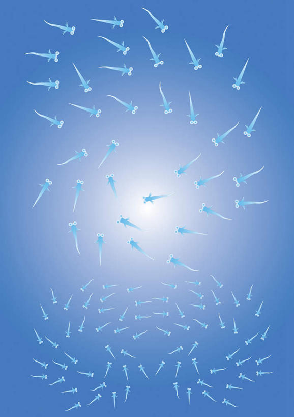 游泳,无人,竖图,插画,室内,白天,正面,数码,科技,野生动物,一群,许多,阴影,蓝色背景,网络,鱼,高光,几何,计算机图形,合成,图画,光点,鱼类,画,动物,可爱,活泼,游动,电脑合成图,数码合成图,漫画,写实,具体,具象,鳉鱼,鳉,彩图