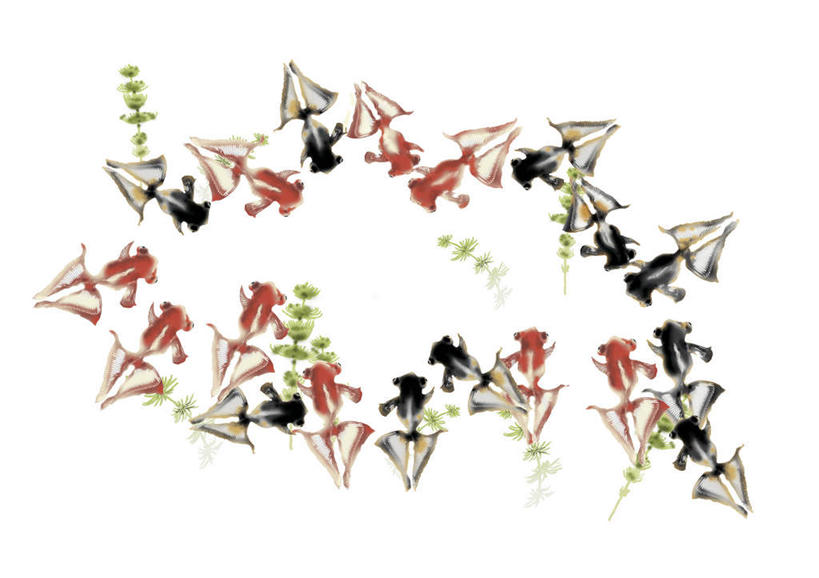 游泳,无人,横图,彩色,插画,室内,白天,白色背景,正面,数码,科技,野生动物,一排,许多,阴影,整齐,网络,金鱼,鱼,成群,高光,几何,计算机图形,合成,图画,画,排列,动物,可爱,活泼,游动,电脑合成图,数码合成图,队列,漫画,写实,具体,具象,观赏鱼,金鲫鱼,彩图