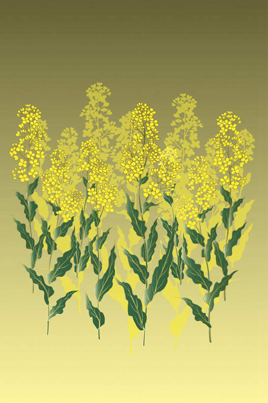 无人,竖图,插画,室内,白天,正面,数码,科技,植物,叶子,阴影,网络,绿叶,高光,几何,计算机图形,合成,图画,画,油菜花,金色,嫩叶,电脑合成图,数码合成图,漫画,油菜,写实,具体,具象,叶,叶片,彩图,芸苔,芸薹