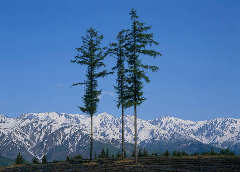 无人,横图,室外,白天,正面,旅游,度假,草地,草坪,石头,美景,山,树林,雪,雪山,植物,大雪,长野县,日本,亚洲,阴影,光线,石子,影子,冰,积雪,景观,山顶,山峰,雪景,冬季,冬天,山峦,娱乐,草,树,树木,蓝色,绿色,蓝天,天空,阳光,自然,天,享受,休闲,景色,放松,寒冷,生长,晴朗,成长,冰冷,自然风光,东亚,沉积岩,本州,万里无云,本州岛,日本国,中部地方,长野,严寒,冰凉,酷寒,凛冽,凛凛,极冷,颠峰,极峰,水成岩,北安,北安昙郡,石块,岩石,晴空,晴空万里,彩图,白马村